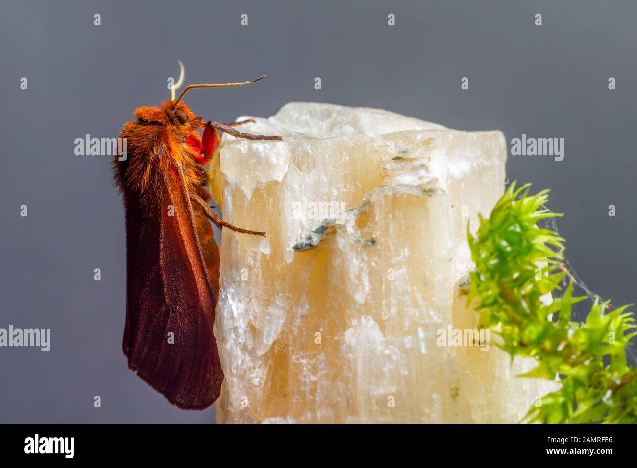 Ruby tiger (Phragmatobia fuliginosa) Stock Photo