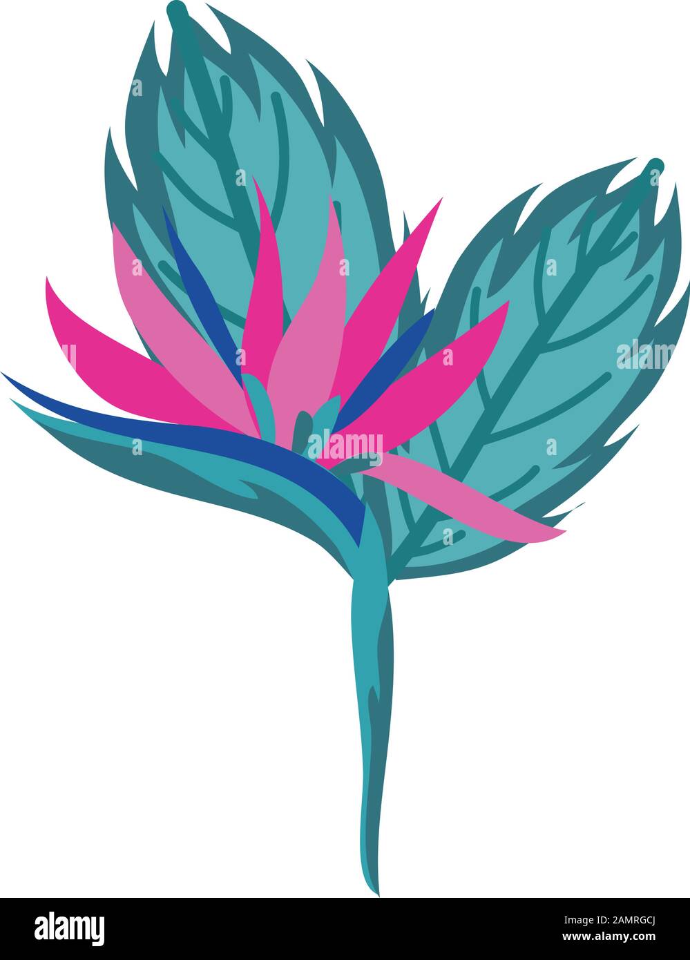 tropical heliconia and leafs exotic plant Stock Vector Image & Art - Alamy