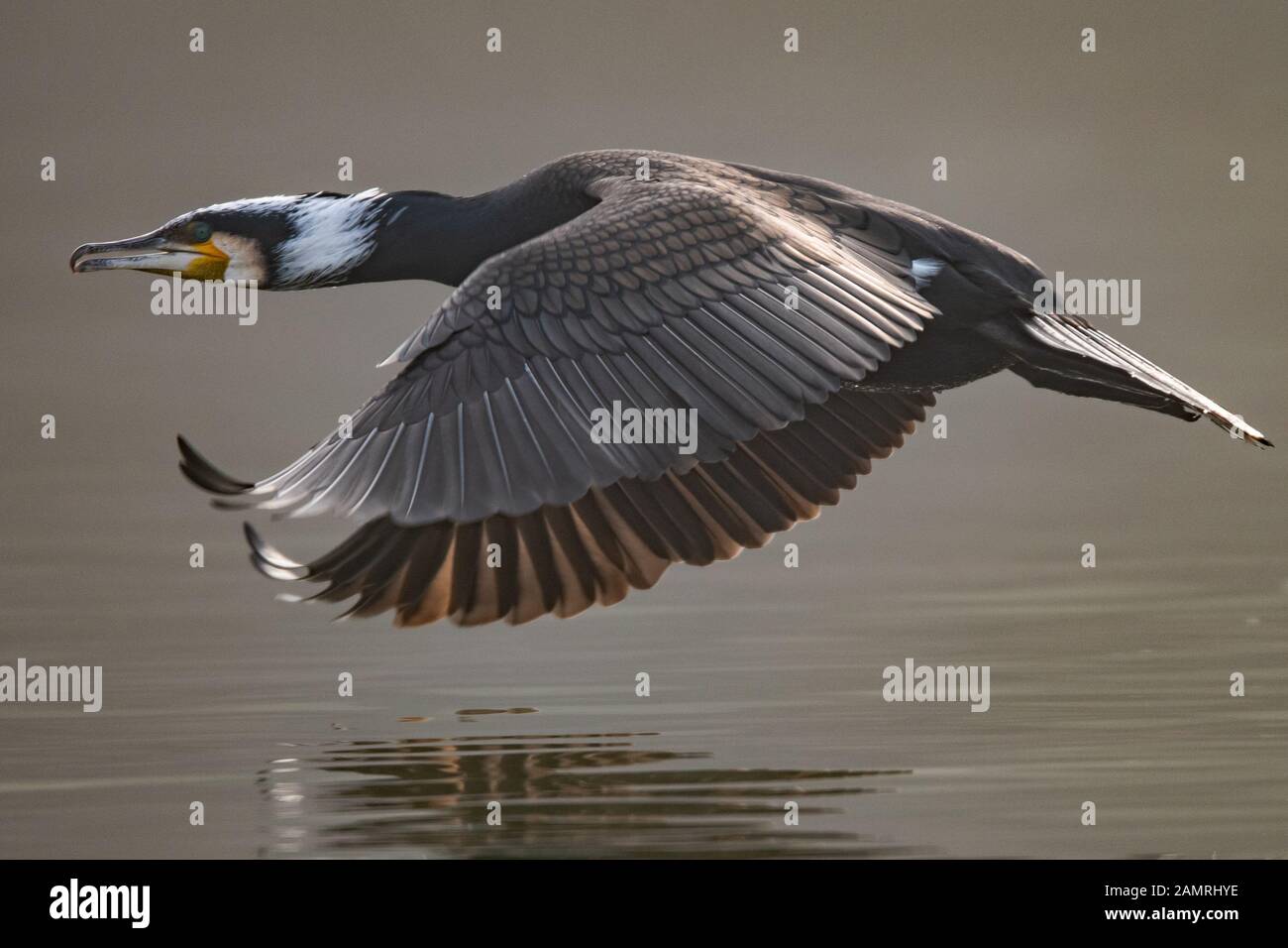 Great Cormorant in Flight Stock Photo