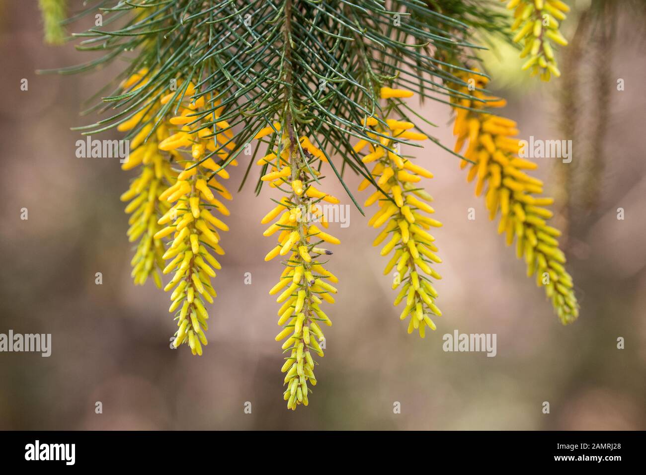 Pine-leaf Geebung Stock Photo