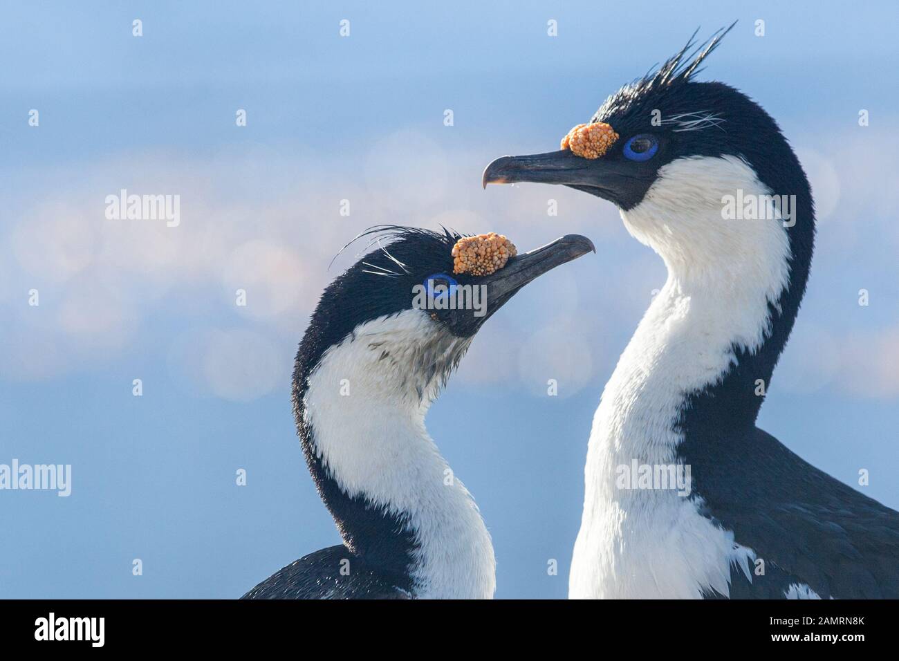 Pair of Antarctic cormorant (blue eyed shag) courtship display, South