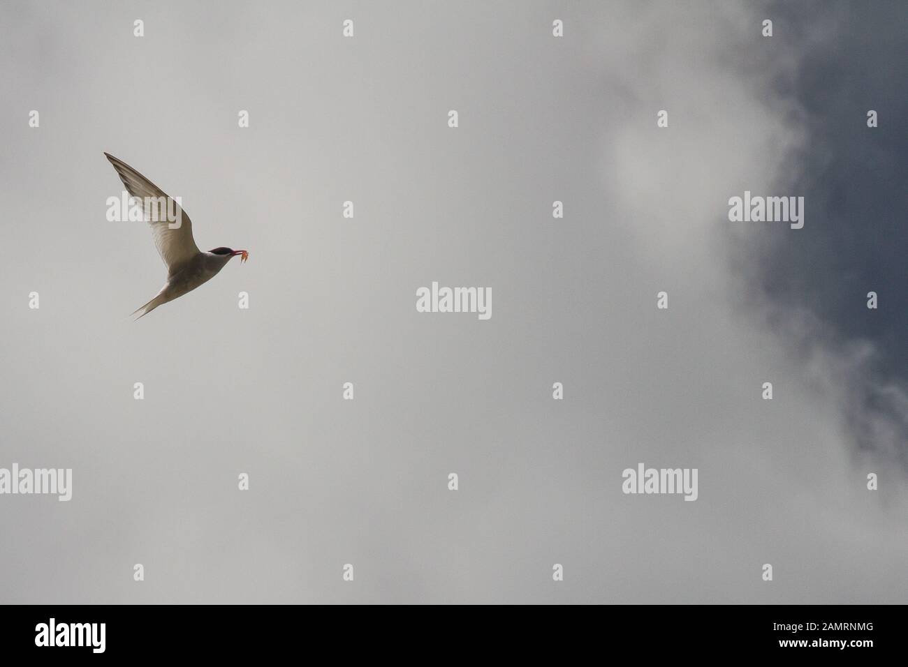 Antarctic tern in flight, Antarctica Stock Photo