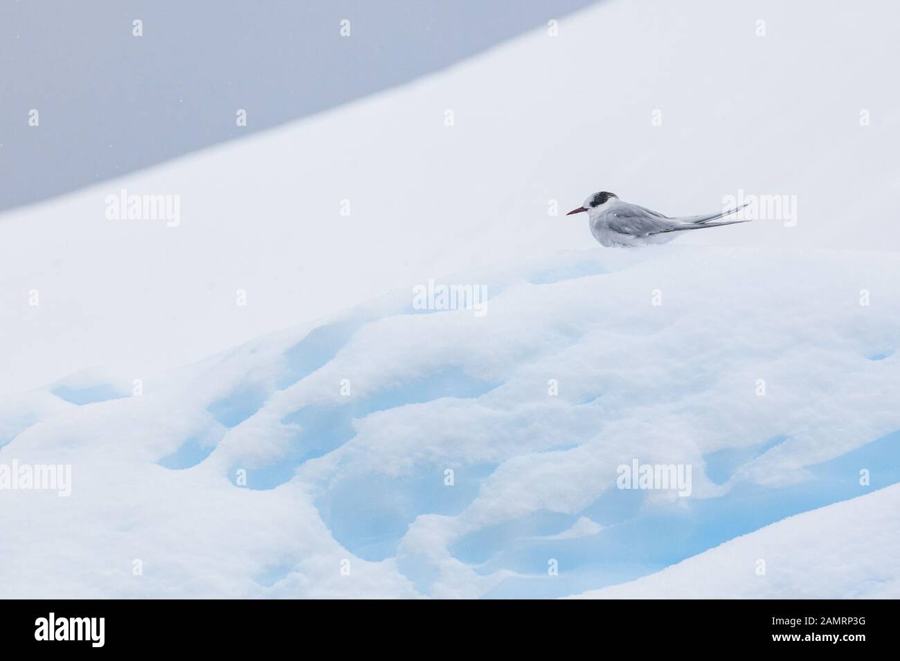 Antarctic tern on ice, South Georgia, Antarctica Stock Photo