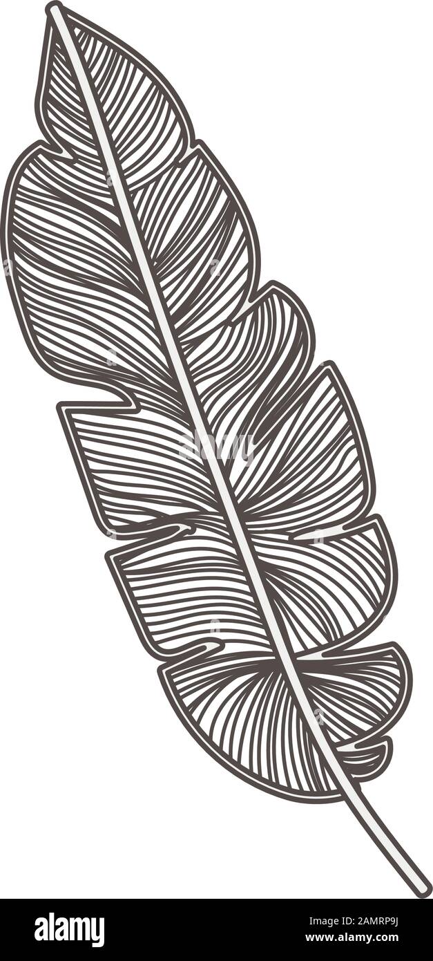 tropical leaf palm natural icon Stock Vector Image & Art - Alamy