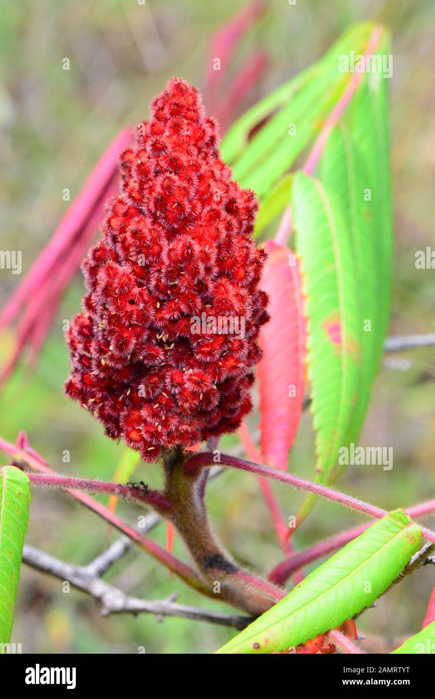 Staghorn Sumac red fruit Stock Photo Alamy