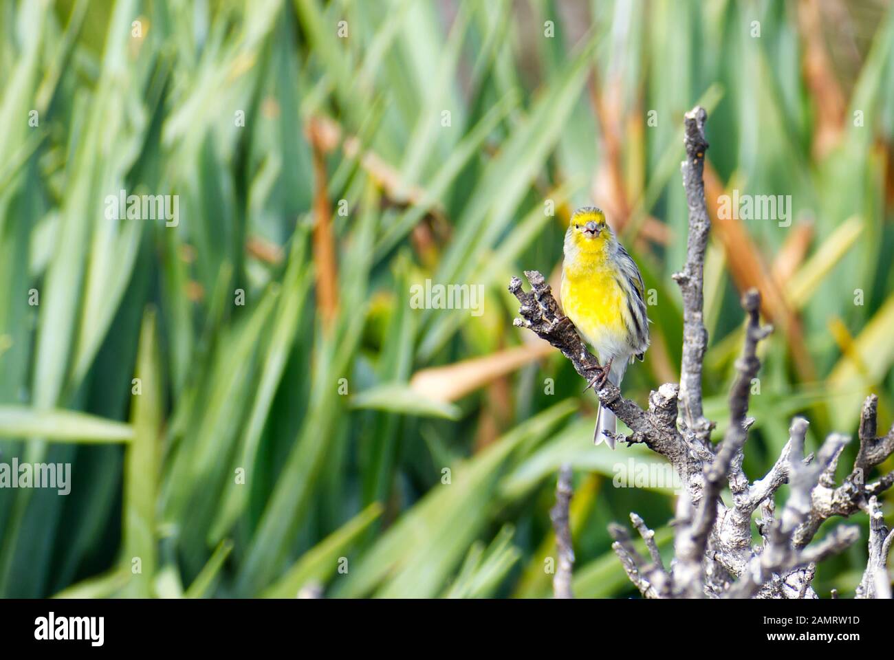 An Atlantic Canary (Serinus canaria) perched on a branch singing while looking at the camera on the island of Madeira, with copy space to the left. Stock Photo