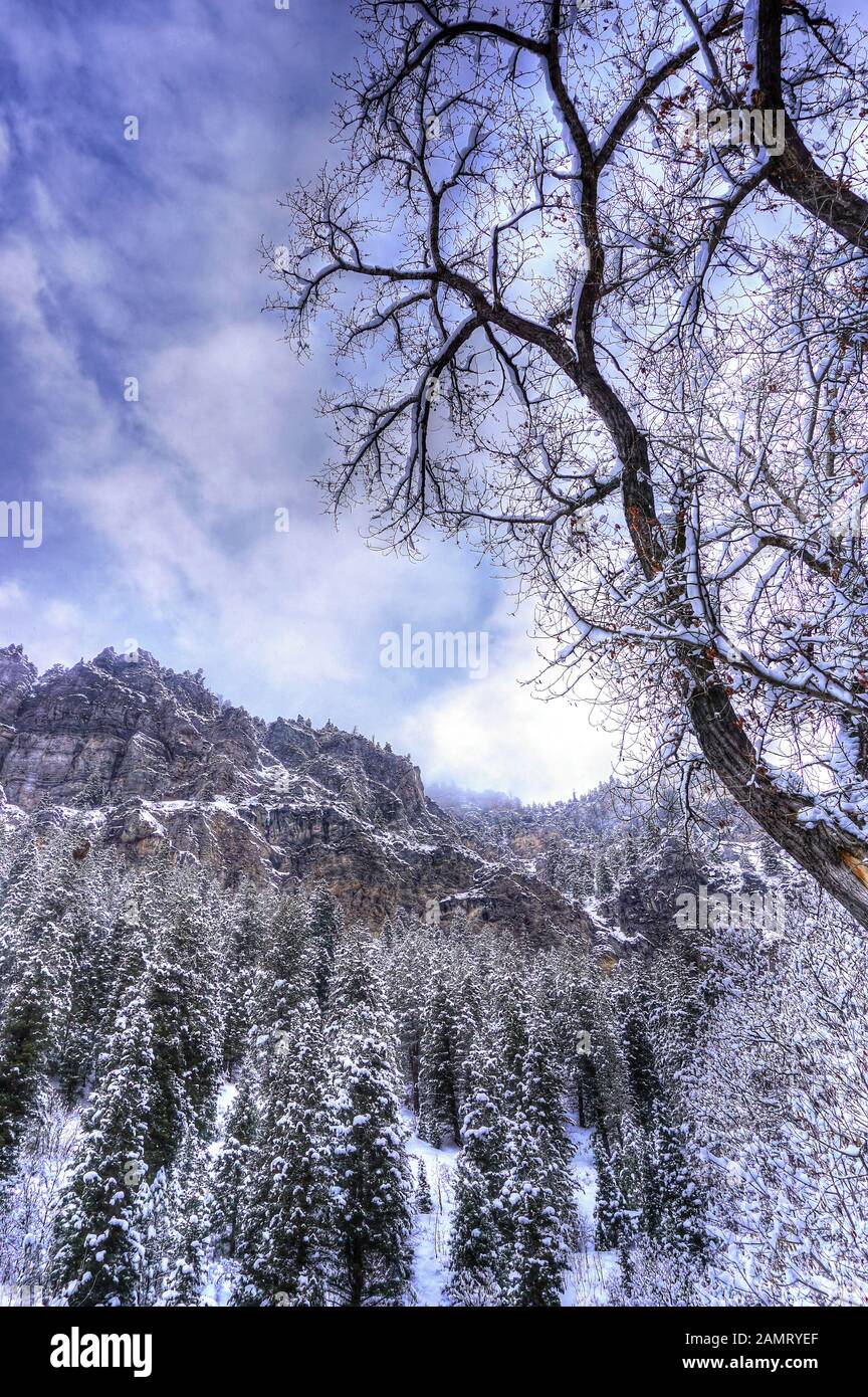 Winter in the rugged peaks and snow dusted forests of the Wasatch Mountains in Utah offers incredible vistas. Stock Photo