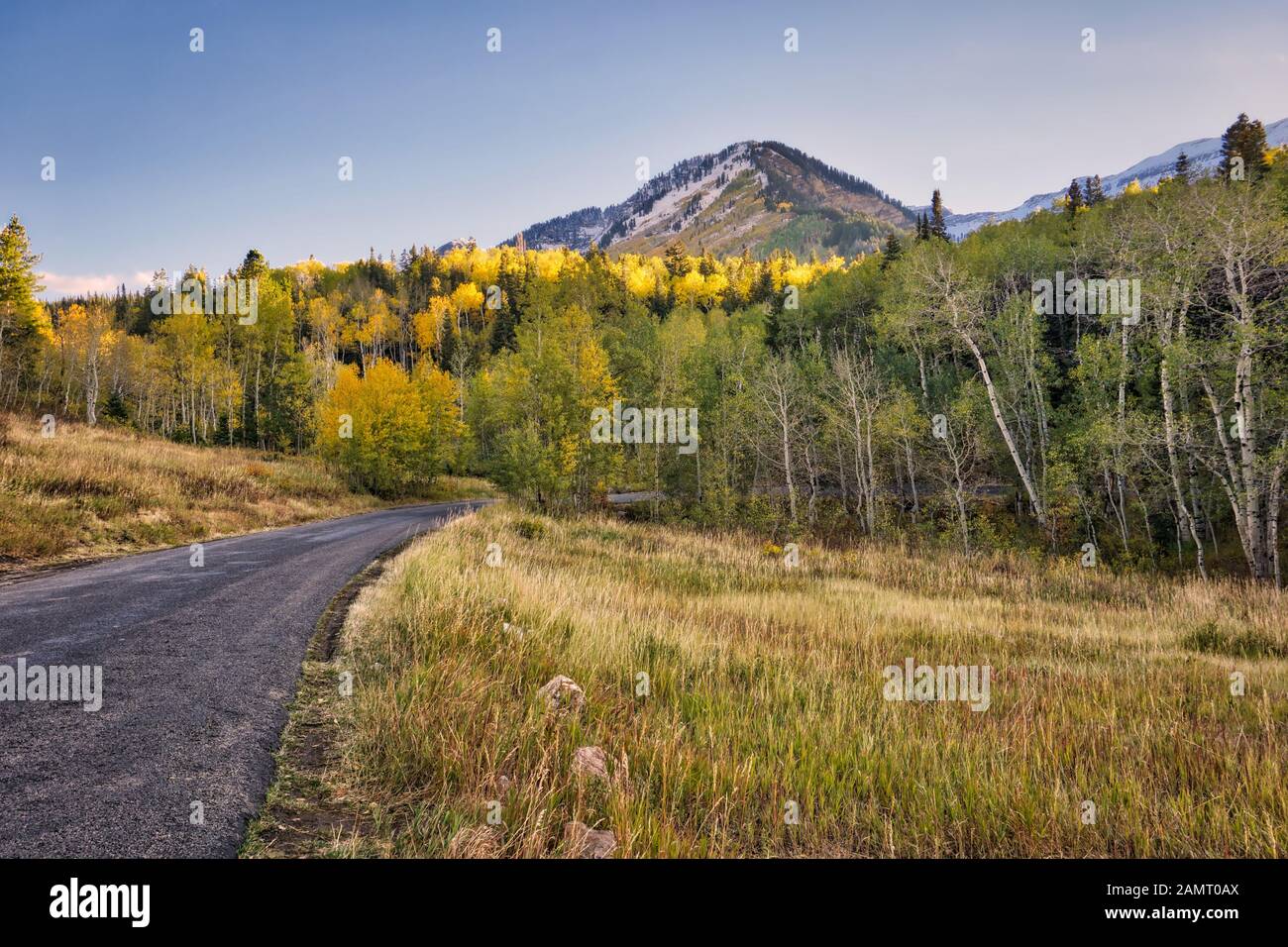 Quaking aspen trees turn golden yellow as the autumn sun shines on the top of the Alpine Loop mountain road in the Wasatch Mountains. Stock Photo