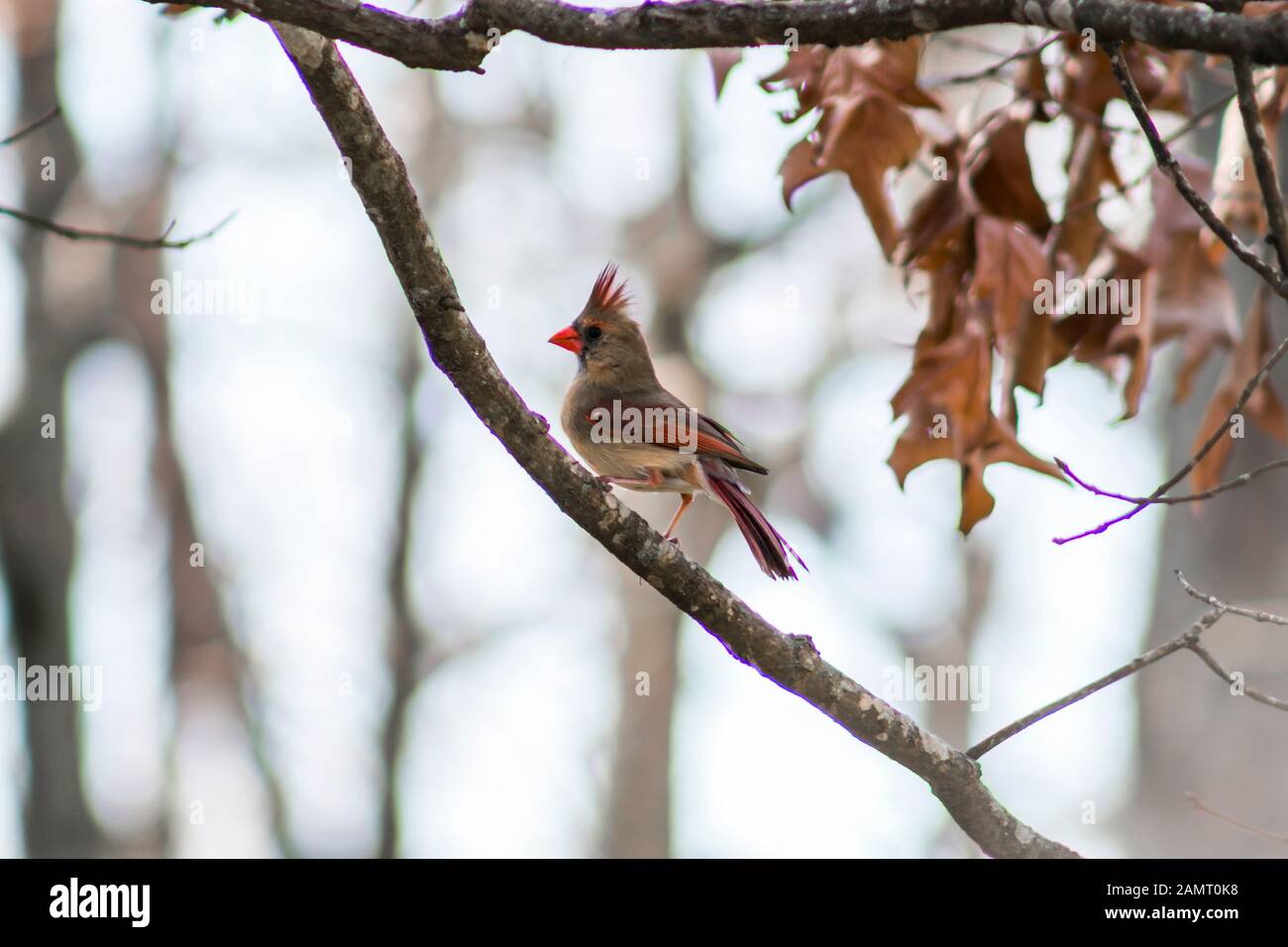 Female Cardinal sitting on a tree branch. Stock Photo