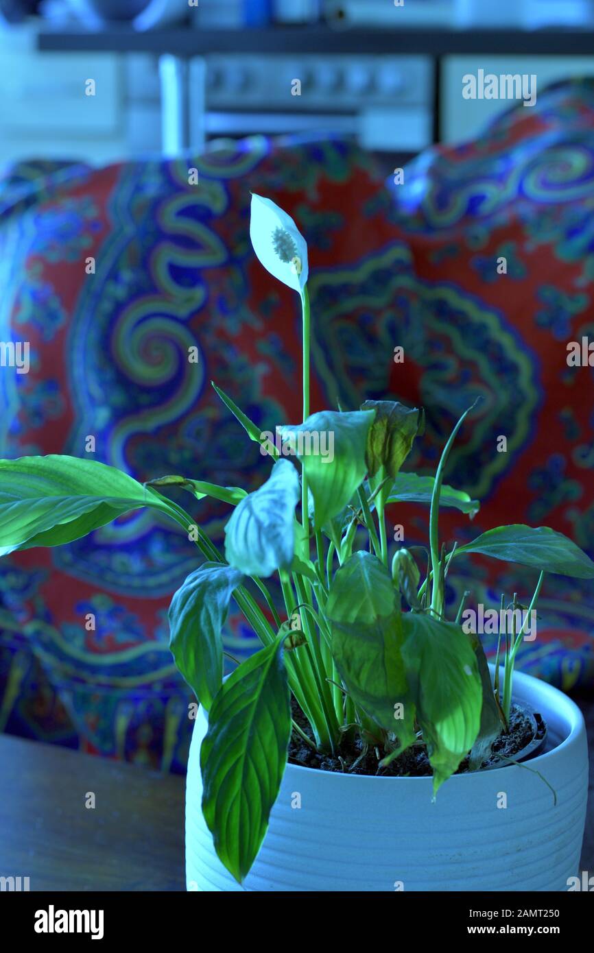 Wilting lily hires stock photography and images Alamy