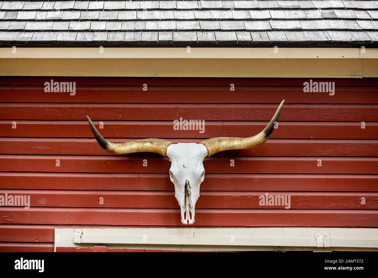 Longhorn cattle horns hanging on the outside of a red barn, Texas, USA