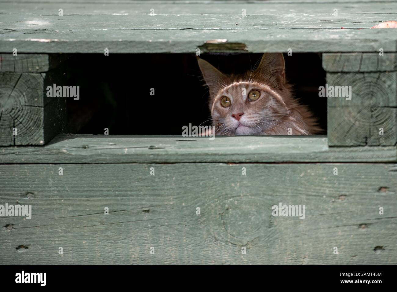Portrait of a ginger Maine Coon cat sitting under a wooden terrace Stock Photo