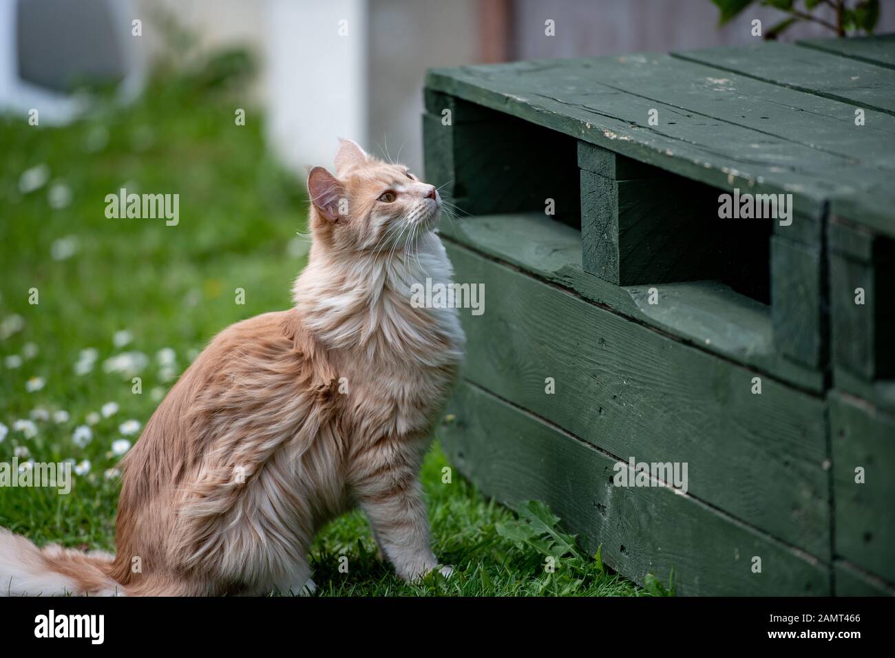 Maine Coon cat sitting in a garden Stock Photo