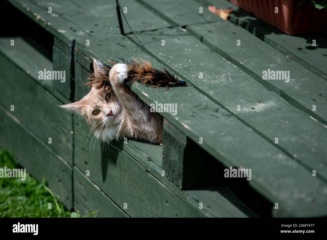 Maine Coon cat playing with a cat wand toy Stock Photo