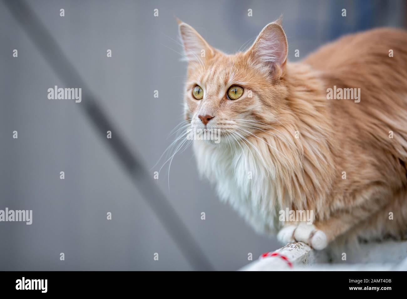 Portrait of a ginger Maine coon cat sitting on a fence Stock Photo