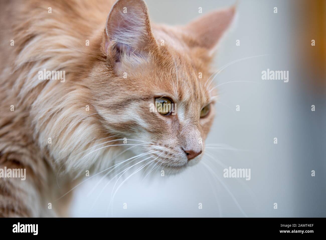 Portrait of a ginger Maine coon cat Stock Photo