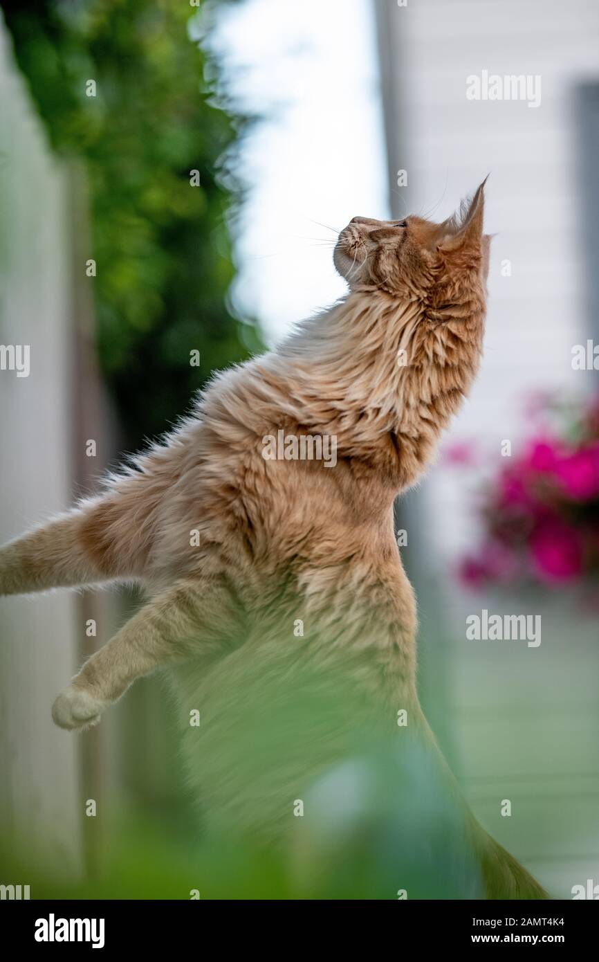 Maine Coon cat in a garden rearing up Stock Photo