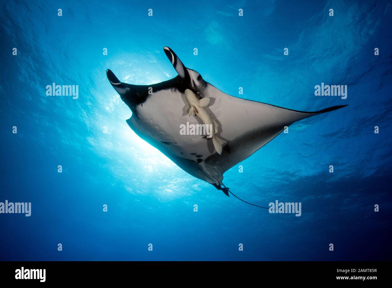 Giant Oceanic Manta Ray swimming underwater, San Benedicto