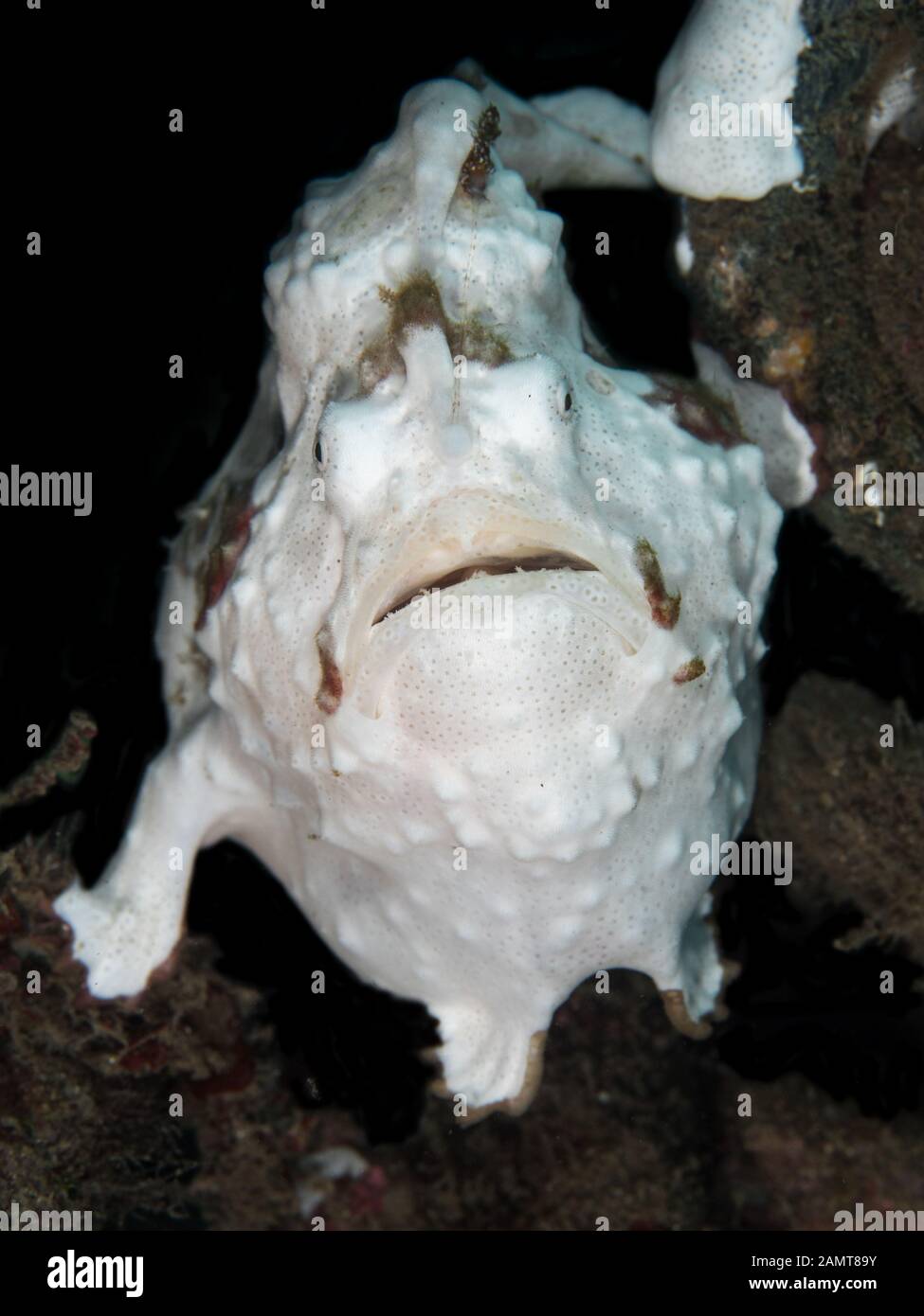 Close-up of a frogfish, Lembeh Strait, Indonesia Stock Photo
