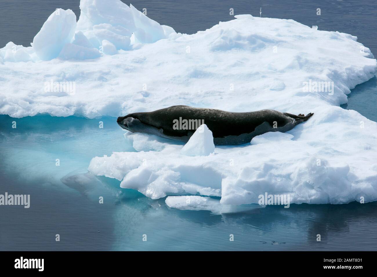 Antarctica - Crabeater seal on an icefloe. Lobodon carcinophaga; also called Krill-eater seal Stock Photo