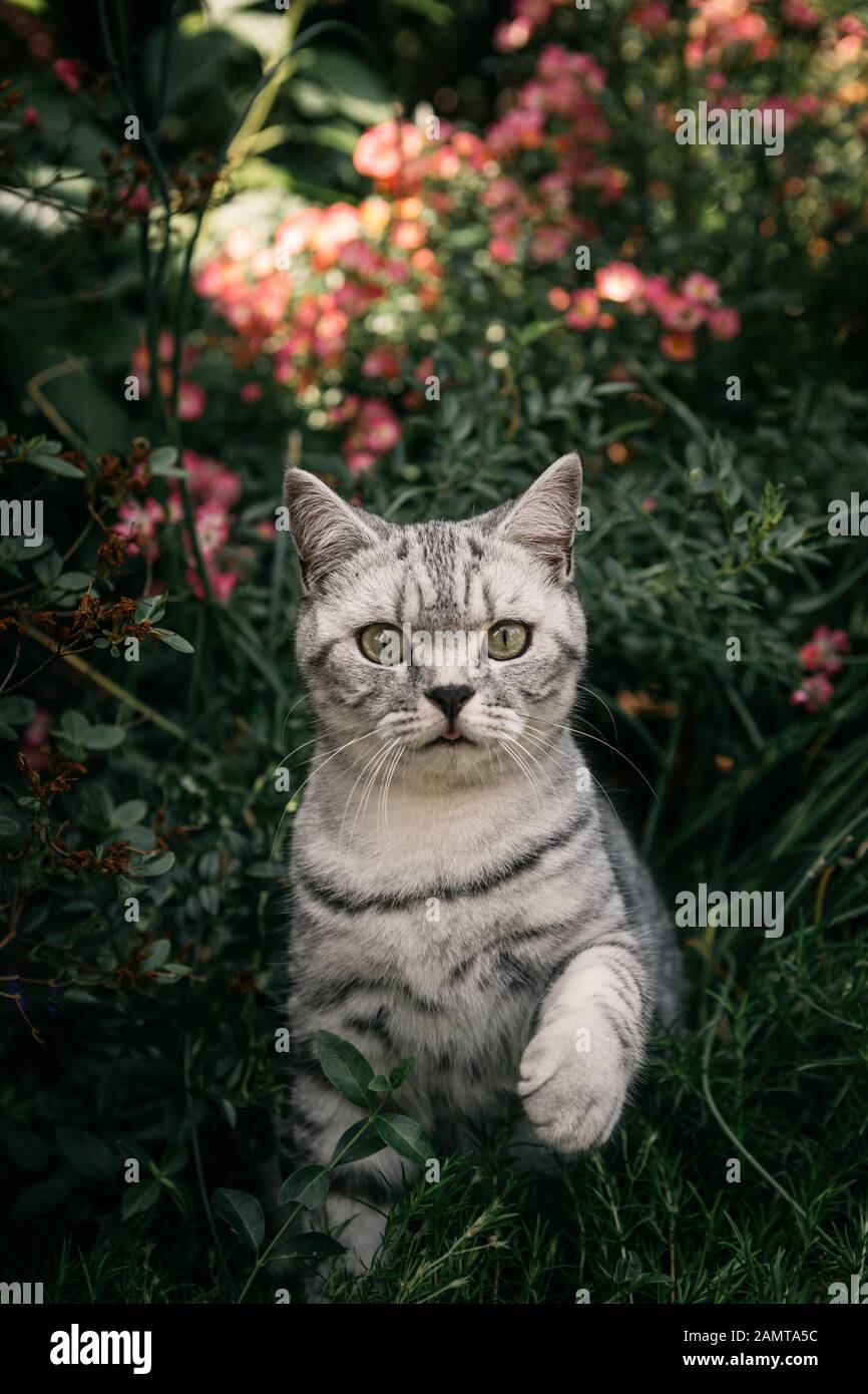Portrait of a tabby British shorthair cat in a garden Stock Photo