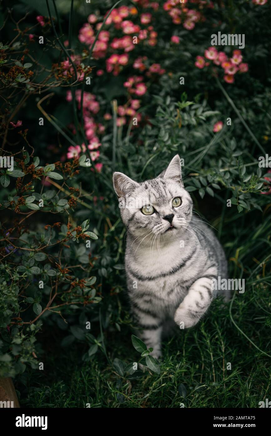 Portrait of a tabby British shorthair cat in a garden Stock Photo