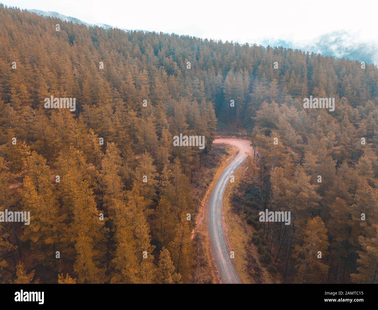 Road through an alpine forest, Myrtleford, Victoria, Australia Stock Photo