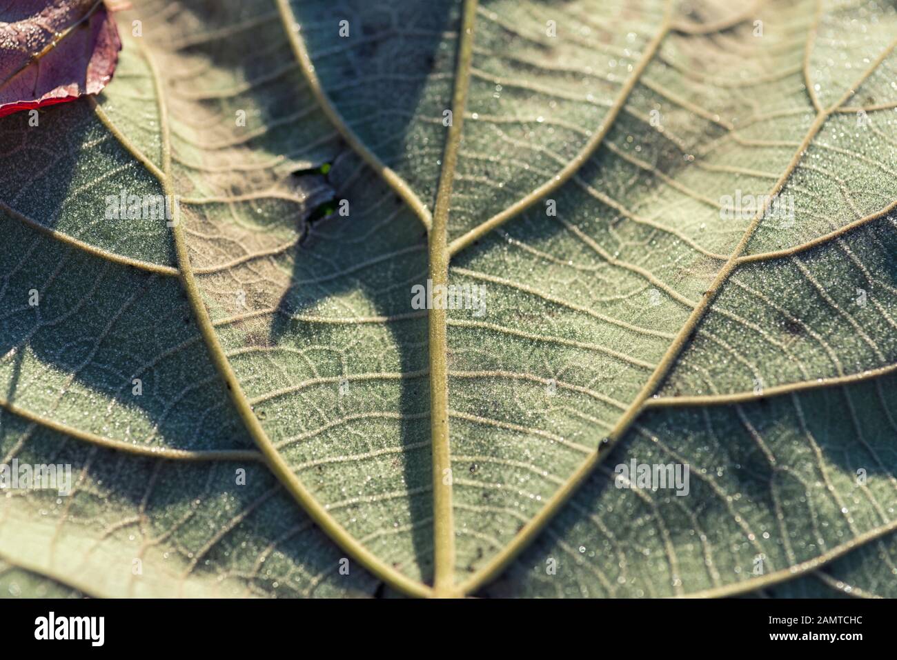 Close-up of a leaf. Stock Photo