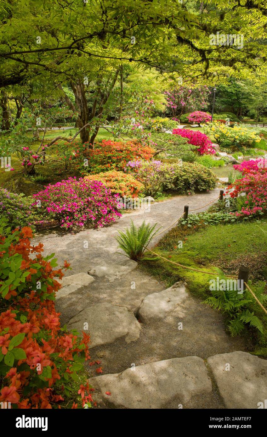 Beautiful, lush colors at Seattle Japanese Gardens in springtime Stock Photo