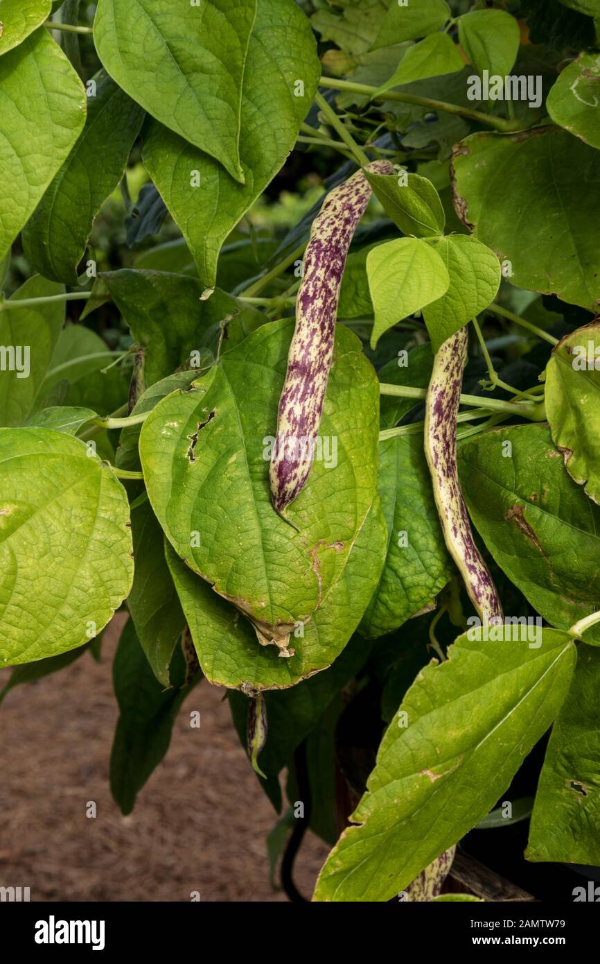 Purple and yellow dragon tongue beans Phaseolus vulgaris growing in an
