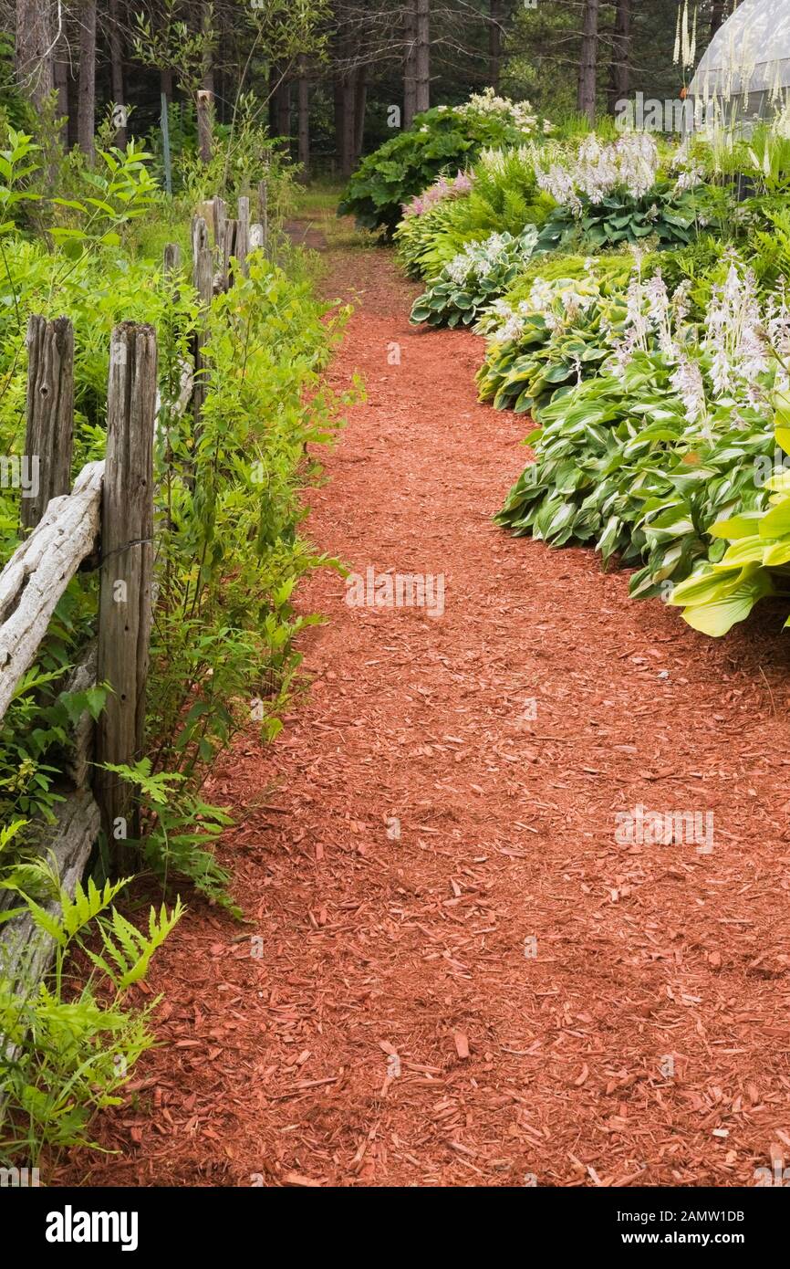 Rustic wooden fence and red cedar mulch path through borders with Hosta