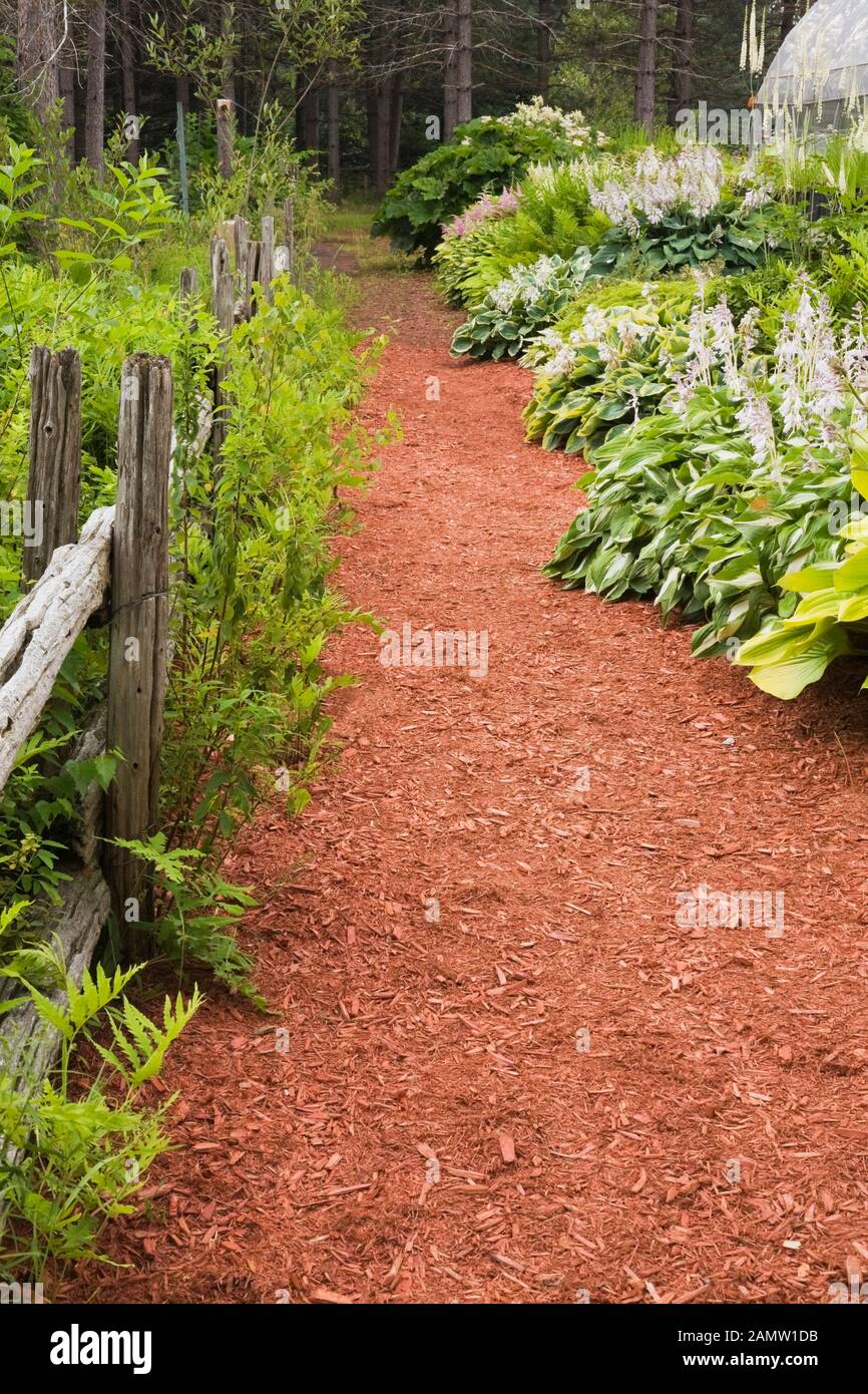 Rustic wooden fence and red cedar mulch path through borders with Hosta plants and Astilbe flowers in private backyard garden in summer. Stock Photo