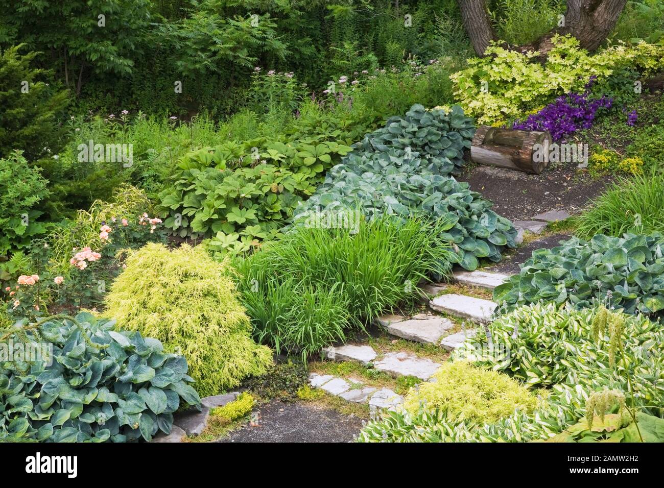 Flagstone steps bordered by Juniperus - Juniper shrubs and various Hosta plants including Hosta sieboldiana hybrid 'Big Daddy' Stock Photo