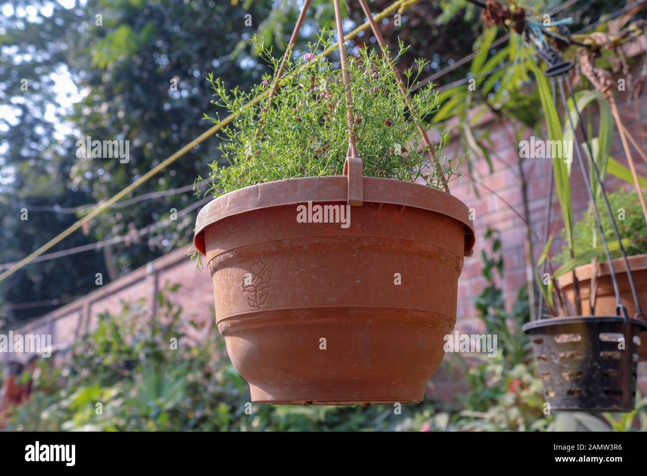 Hanging flower pots. In a plant nursery Stock Photo