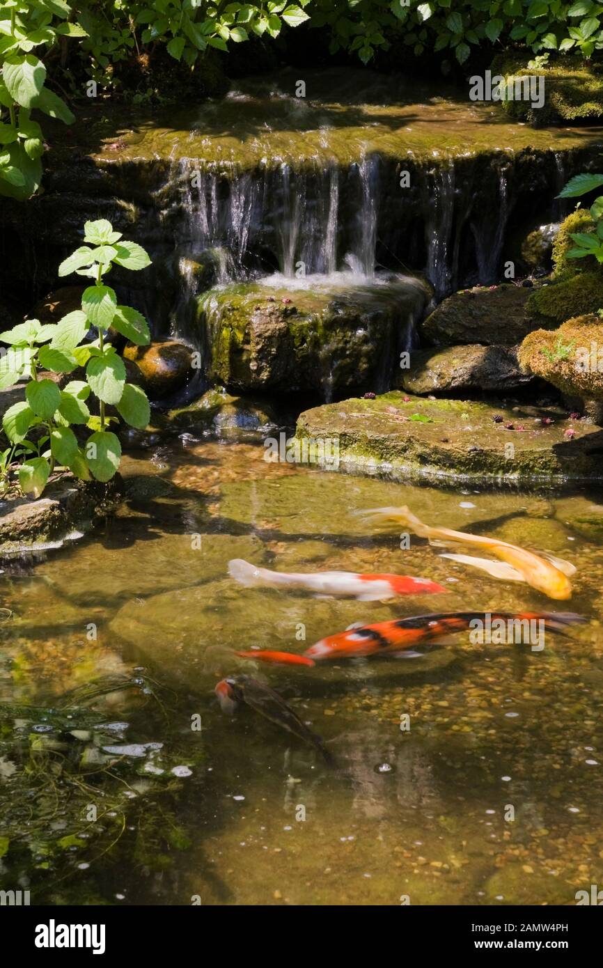 Featured image of post Backyard Zen Garden Pond