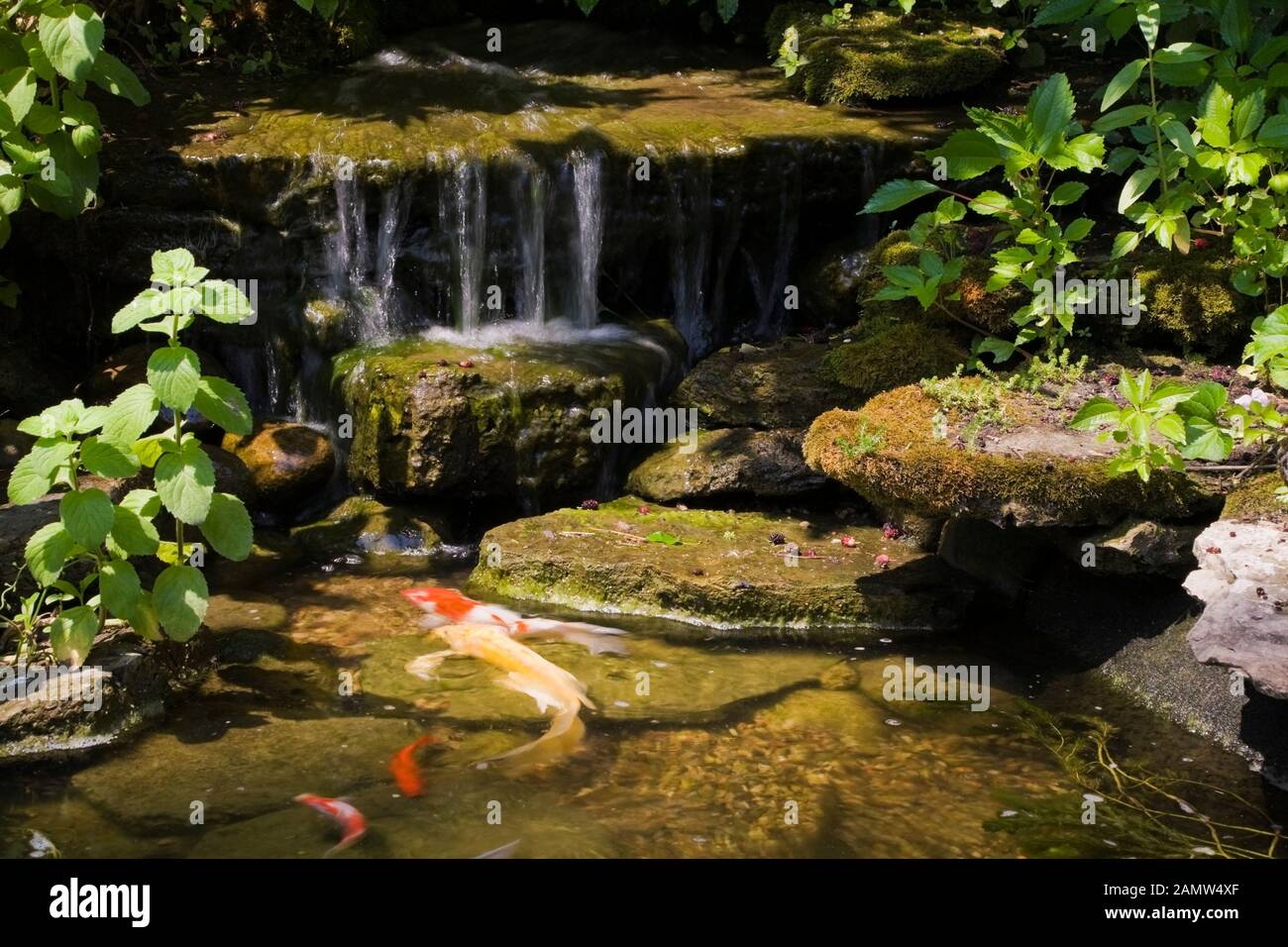 Koi Pond Backyard Stock Photos Koi Pond Backyard Stock Images