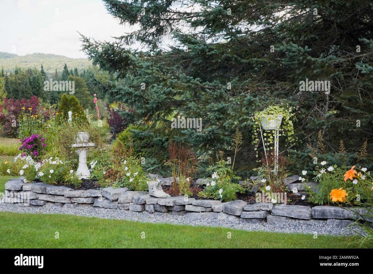 Orange Hemerocallis - Daylilies and raised grey stone border planted with white perennial flowers, Picea - Spruce tree and planters in backyard garden Stock Photo