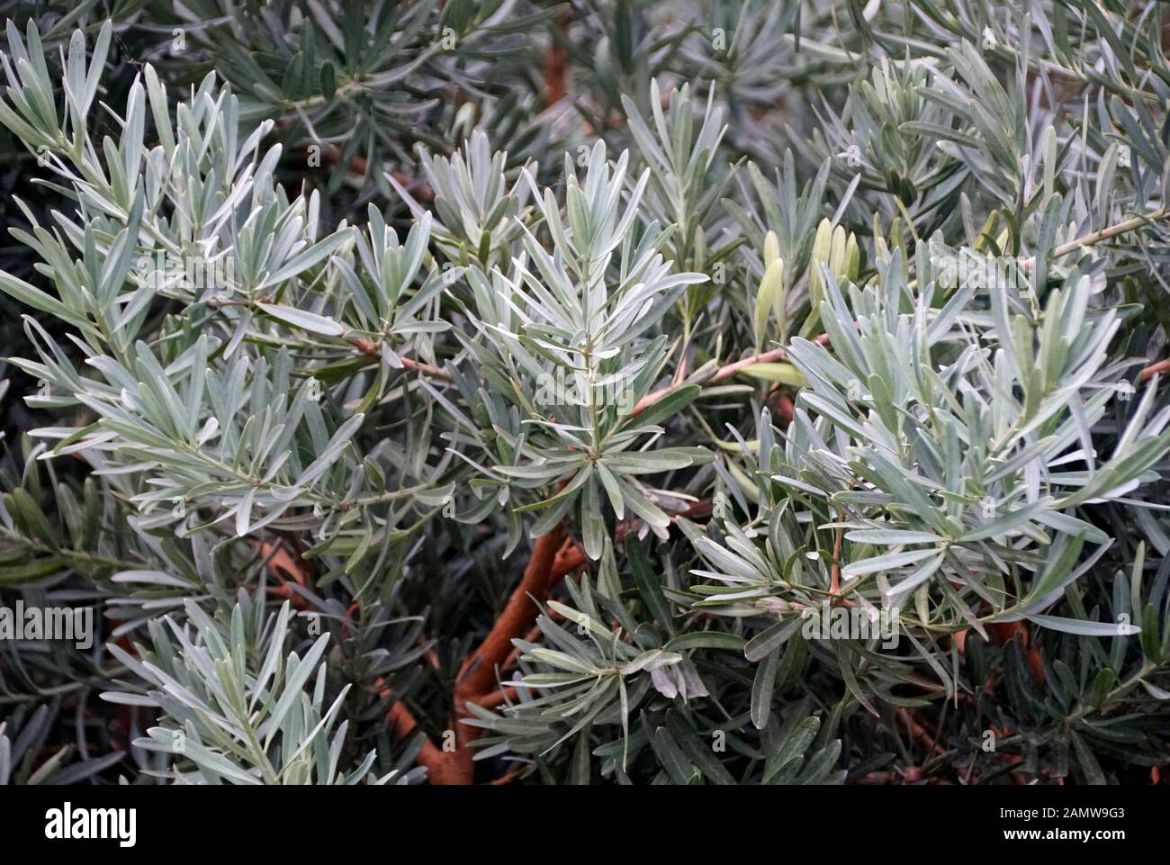 Blue Ice Yellowwood plant, also known as Podocarpus elongatus 'Monmal' Stock Photo