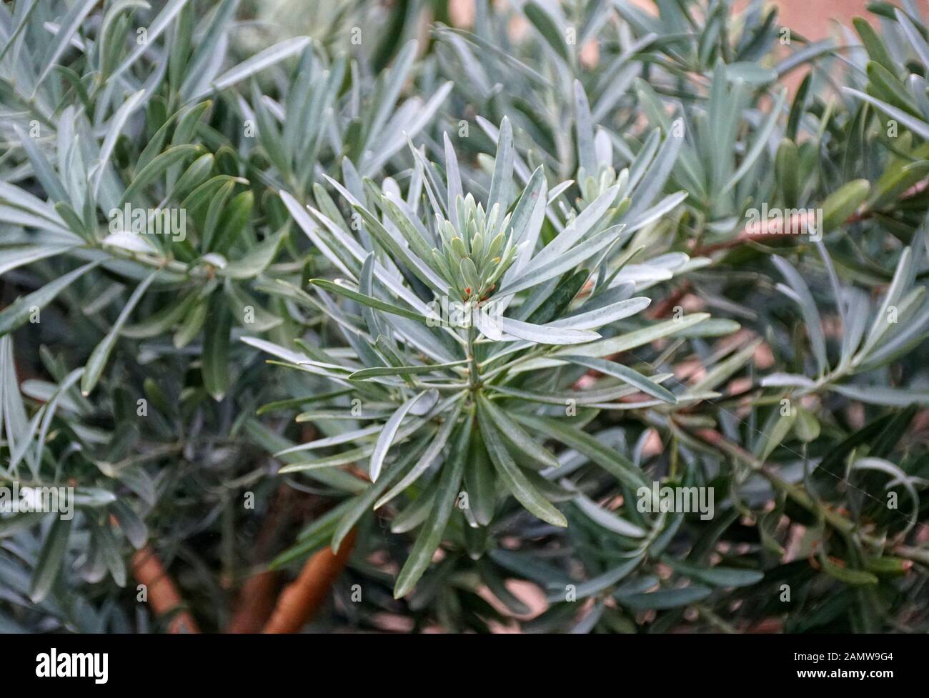 Blue Ice Yellowwood plant, also known as Podocarpus elongatus 'Monmal' Stock Photo