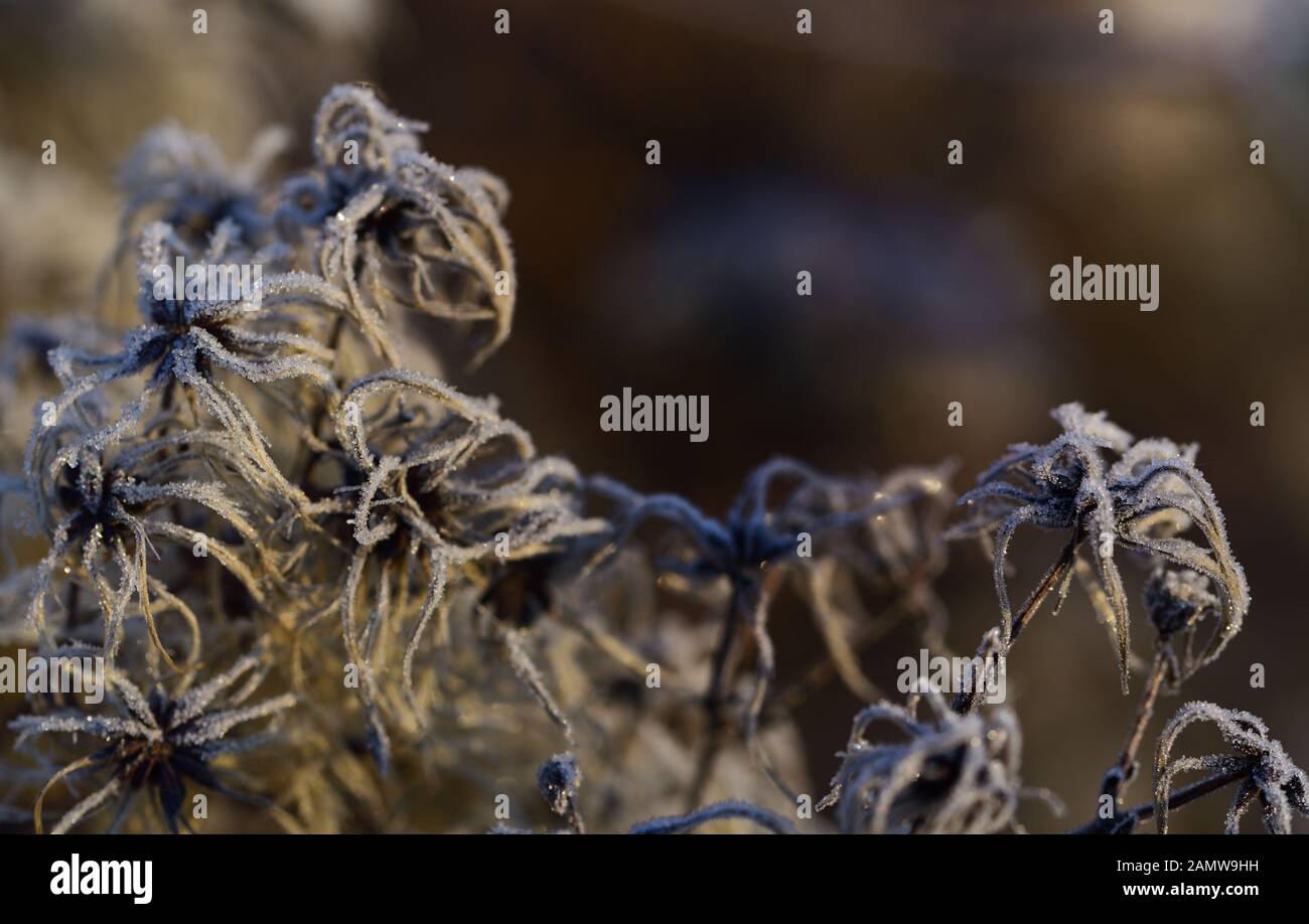 Close-up of frozen seeds of wild vine that glisten with ice crystals in winter against light background in nature Stock Photo