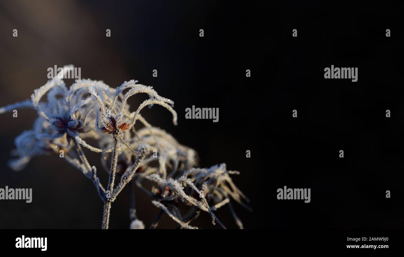 Close-up of frozen seeds of wild vine that glisten with ice crystals in winter against light background in nature Stock Photo