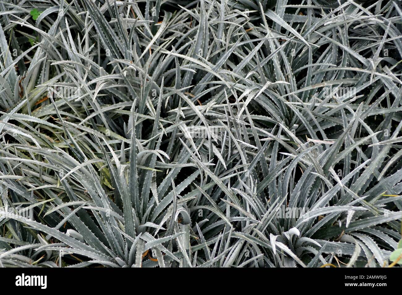 Pale green Dyckia 'Nickel Silver' plants Stock Photo