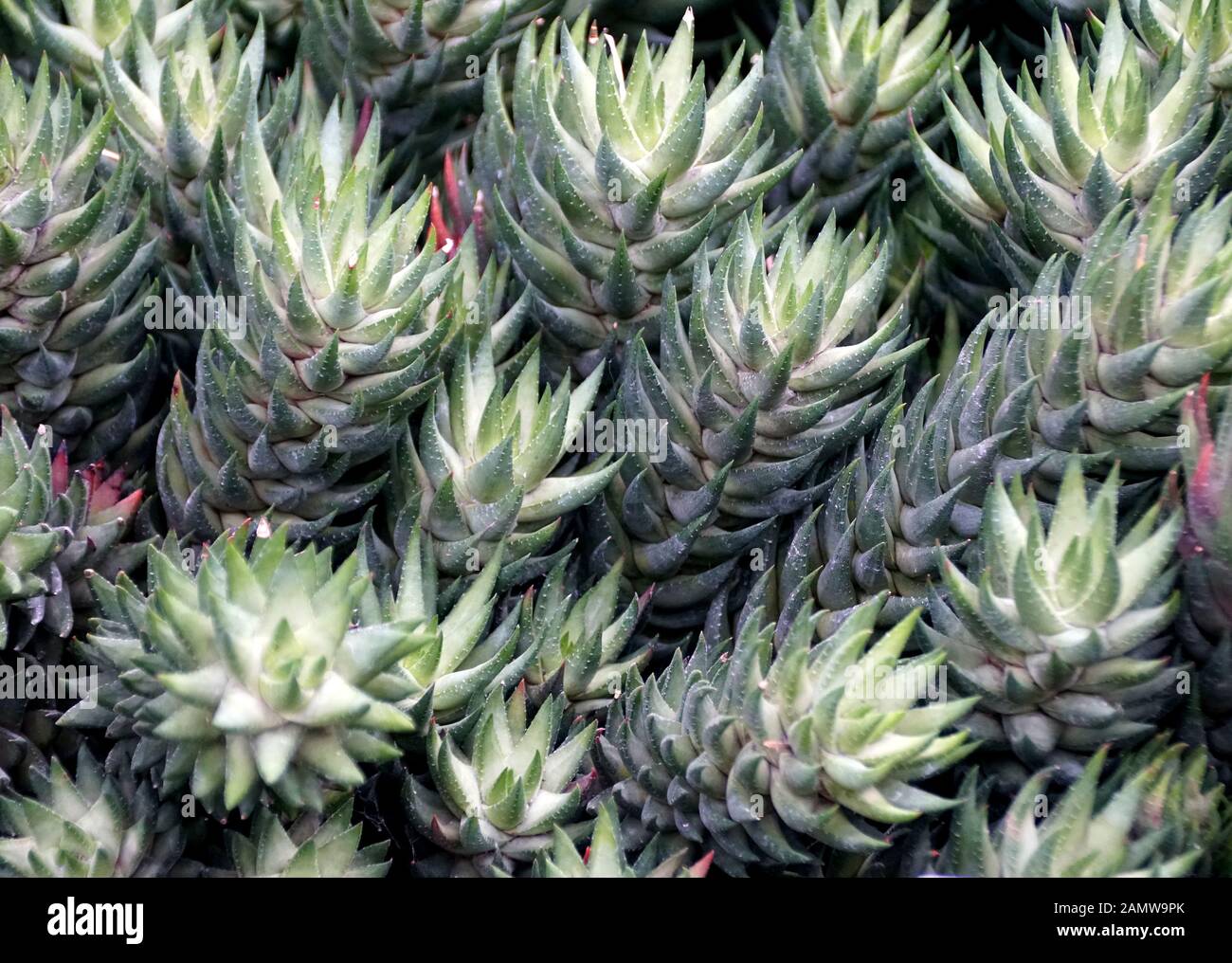Beautiful plant of Haworthia Coarctata from South Africa Stock Photo