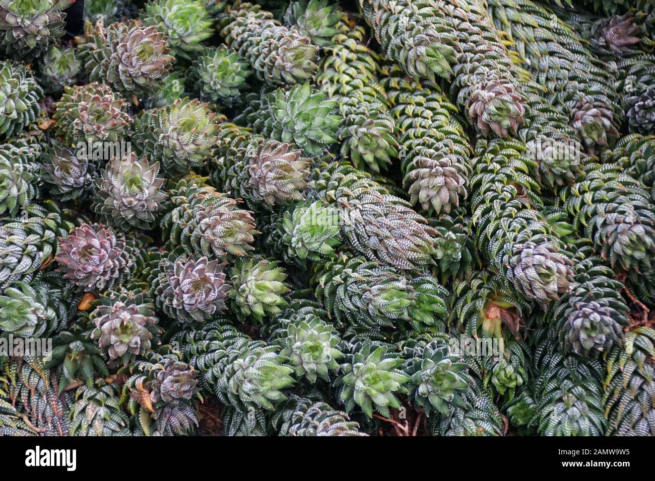 Beautiful plant of Haworthia Coarctata from South Africa Stock Photo