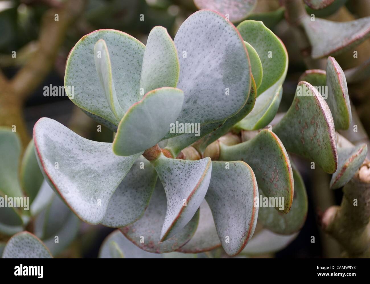 Silver jade plant from South Africa Stock Photo - Alamy