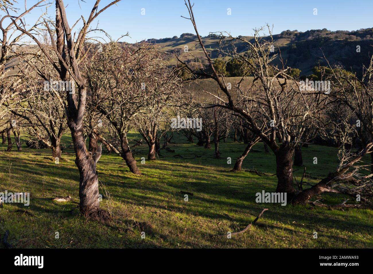 Dead orchard along the Chama Trail in East Bay Regional Parks Morgan Territory Regional Preserve. Stock Photo