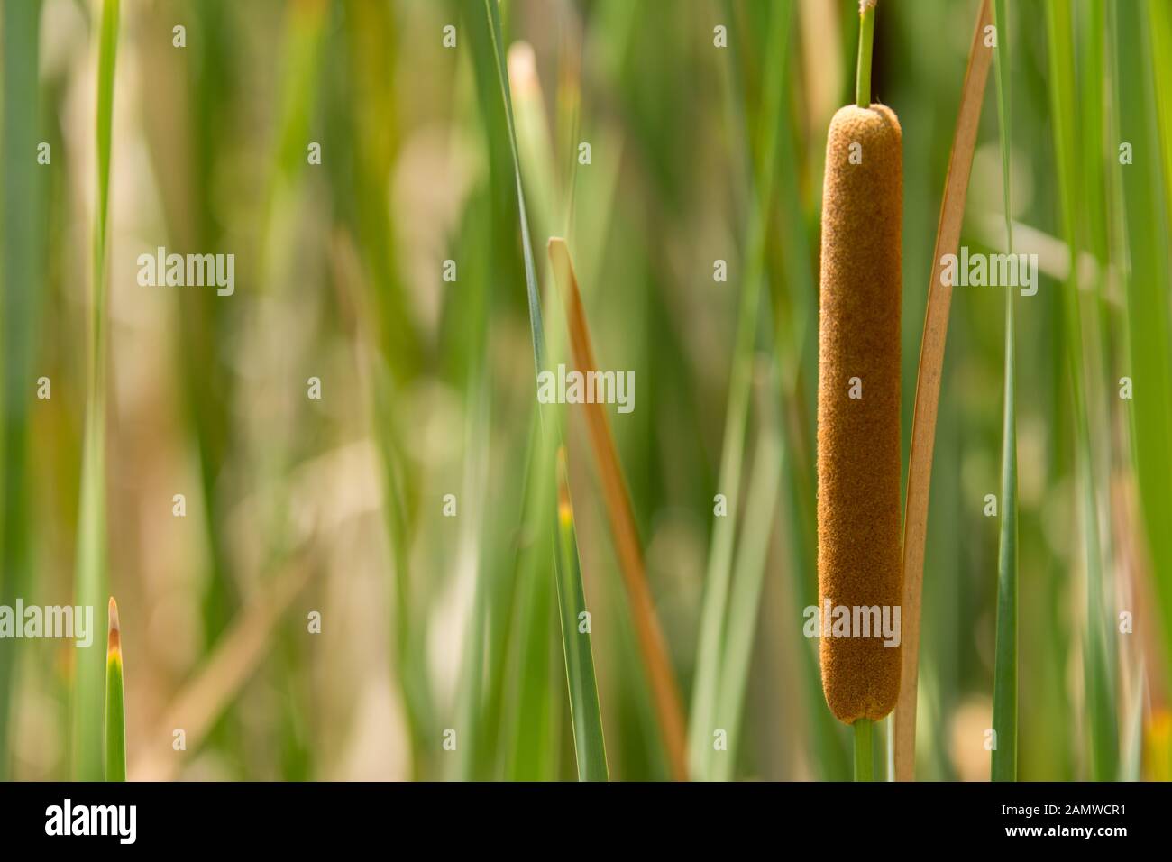 close up of a cattail reed seed pod Stock Photo Alamy