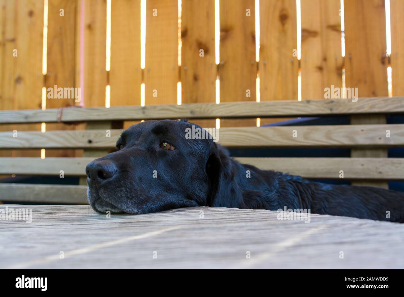 Black labrador retriever dog rests head on table in backyard Stock Photo