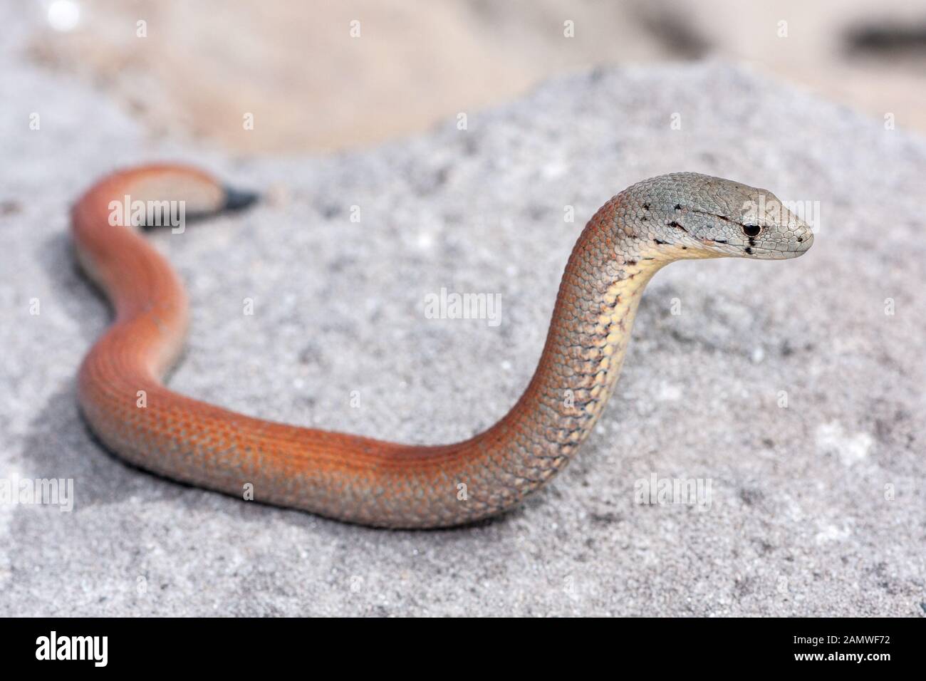 Common scaly foot legless lizard hires stock photography and images Alamy