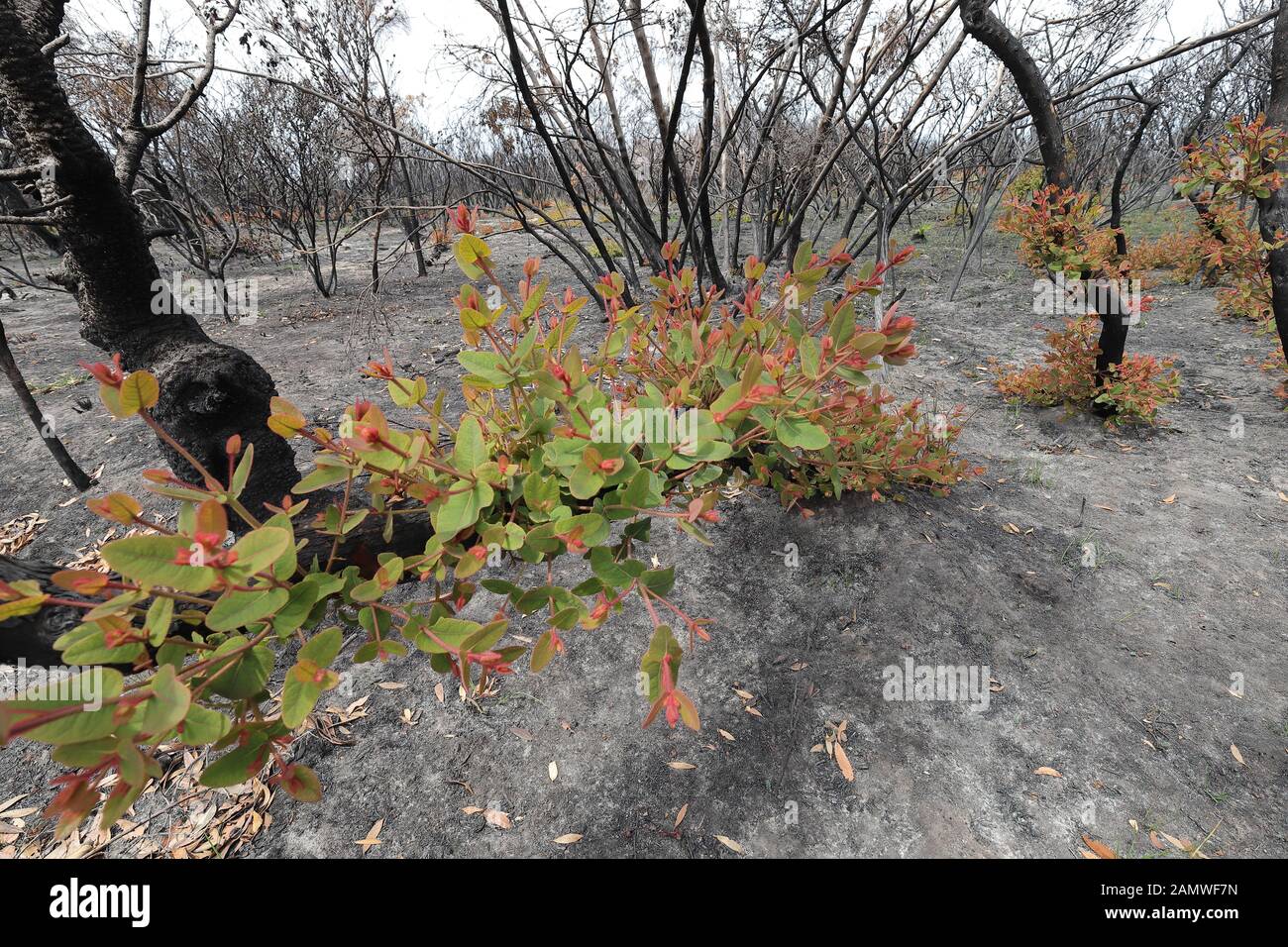 Regrowth of Angophora trees after bushfire Stock Photo